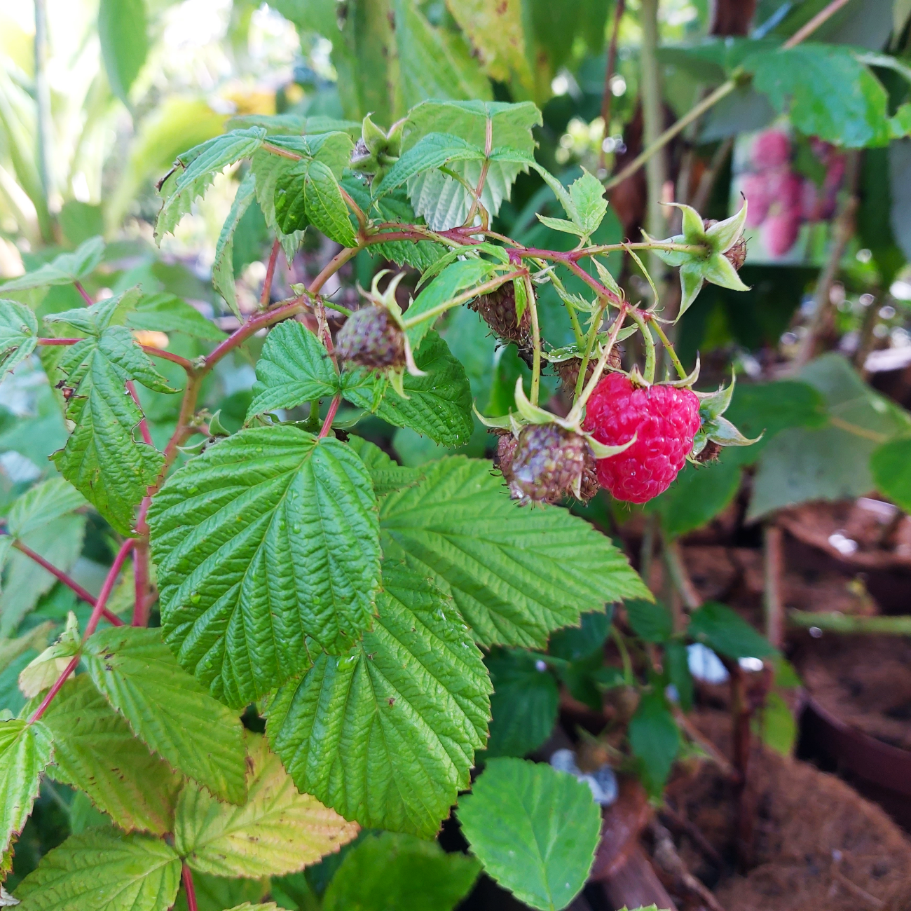 Obrázok Malina červená, remontantná (Rubus idaeus) 'SWEET SUNSHINE´® - výška 15-25 cm, kont. P11